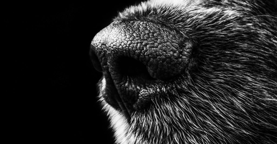 Dog snout black and white
